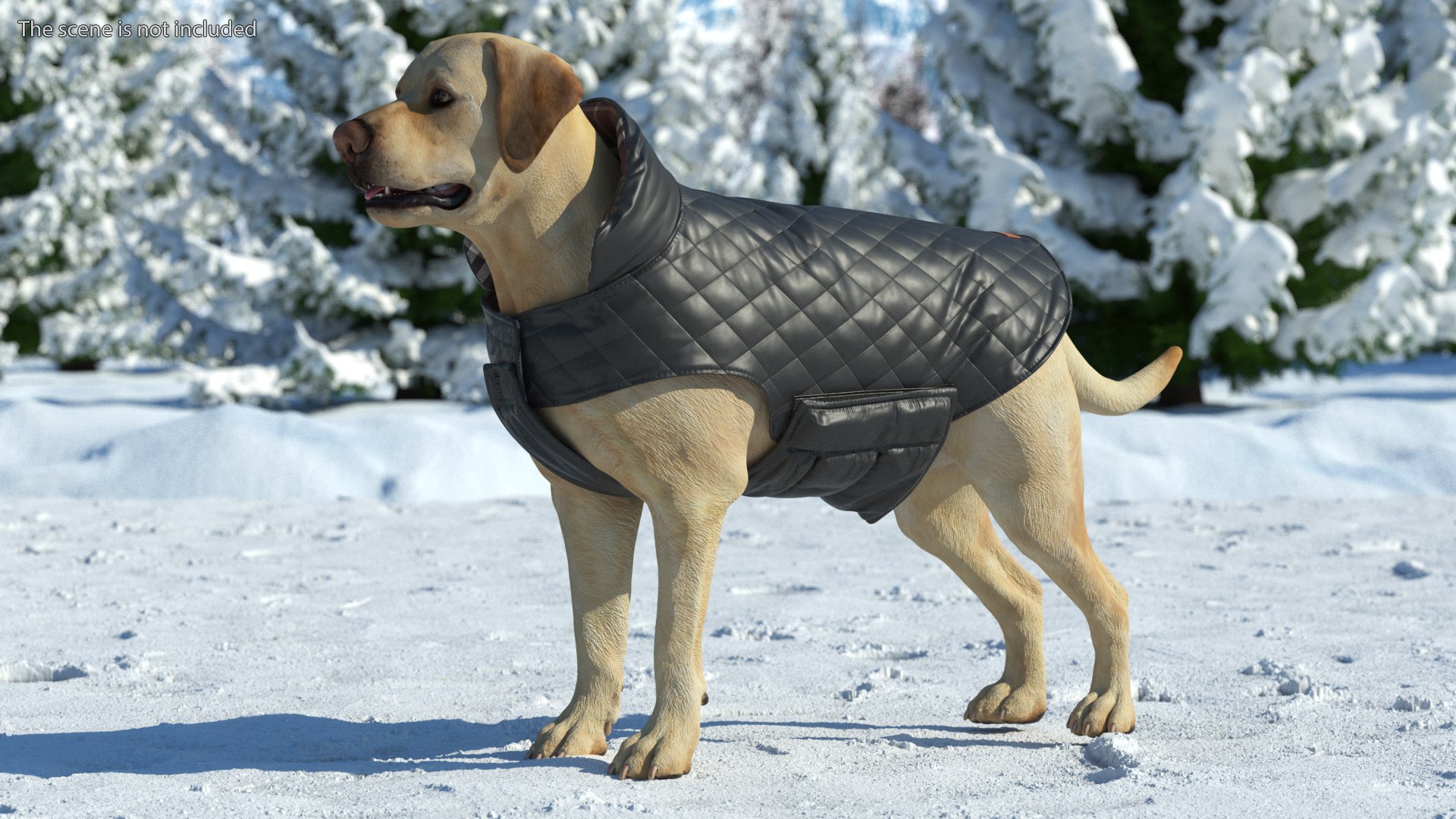 Labrador Wearing Black Coat 3D https://p.turbosquid.com/ts-thumb/ip/AnLWkG/qA/labradorwearingblackcoatc4dmodel002/jpg/1678706641/1920x1080/fit_q87/4f845a2b029956e5a2f8c20bc80940c9eb4e533c/labradorwearingblackcoatc4dmodel002.jpg
