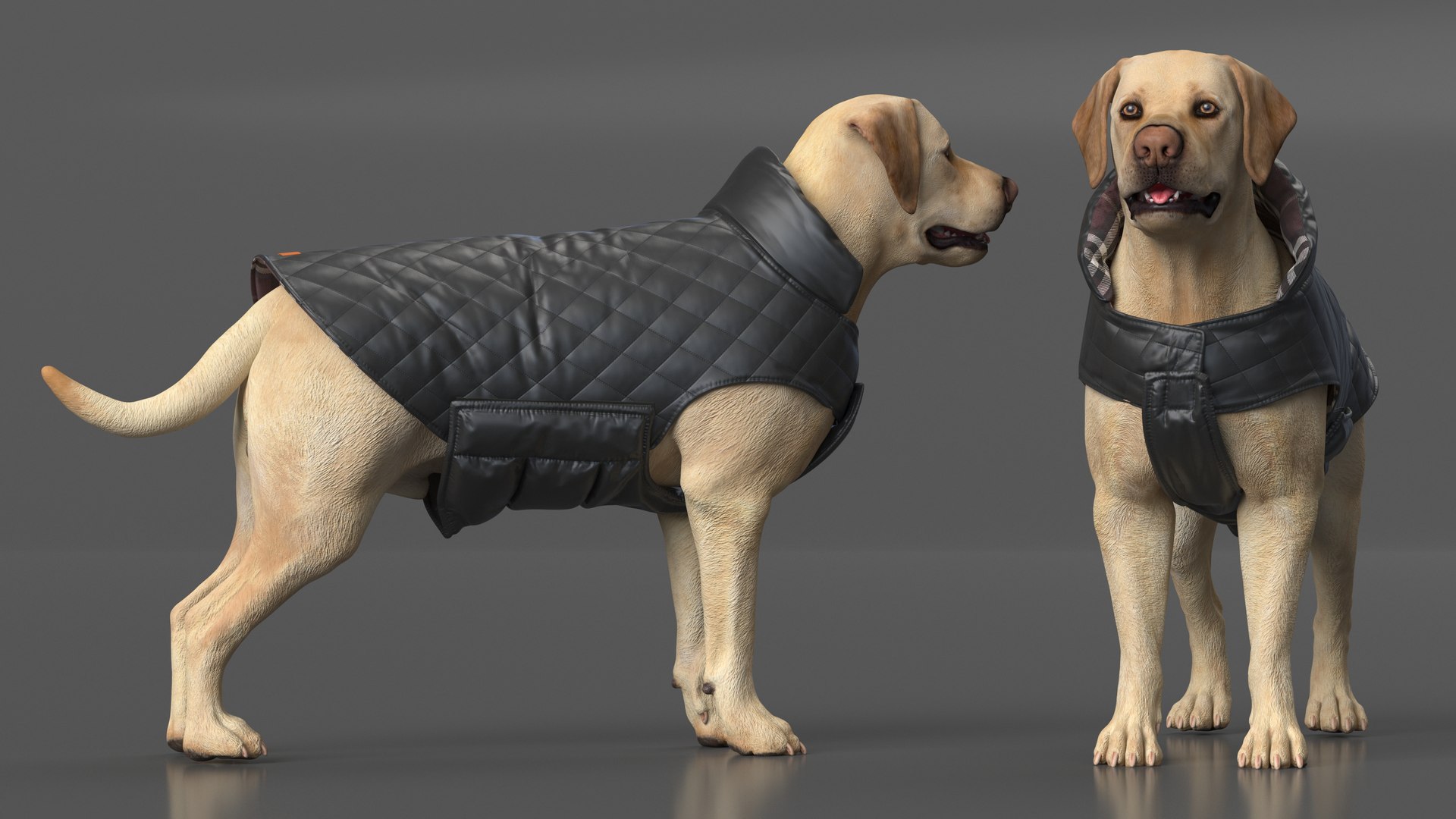 Labrador Wearing Black Coat 3D https://p.turbosquid.com/ts-thumb/ip/AnLWkG/qK/labradorwearingblackcoatc4dmodel004/jpg/1678706649/1920x1080/fit_q87/4b267c0e132ca84b0cfe843908c4507bca483728/labradorwearingblackcoatc4dmodel004.jpg