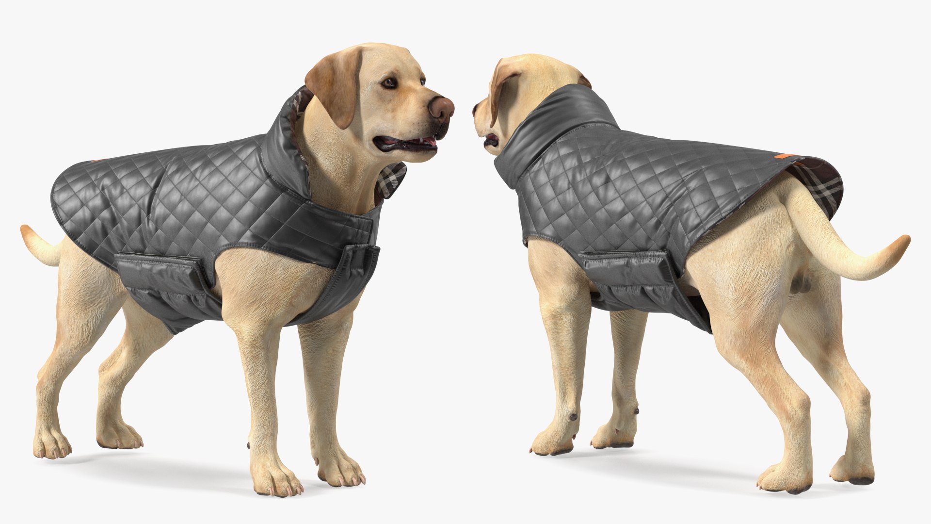 Labrador Wearing Black Coat 3D https://p.turbosquid.com/ts-thumb/ip/AnLWkG/s5/labradorwearingblackcoatc4dmodel007/jpg/1678706659/1920x1080/fit_q87/6979adbc2e4ddf00c2d6d8bdcffc77e857eb2d92/labradorwearingblackcoatc4dmodel007.jpg