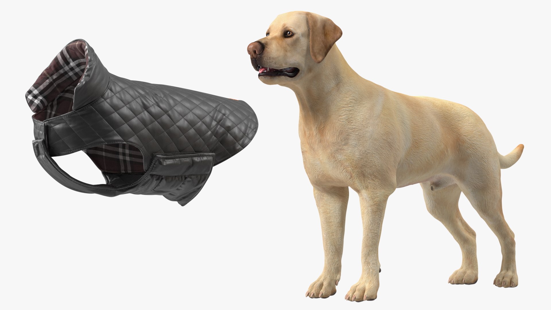 Labrador Wearing Black Coat 3D https://p.turbosquid.com/ts-thumb/ip/AnLWkG/uS/labradorwearingblackcoatc4dmodel016/jpg/1678706687/1920x1080/fit_q87/e9247b4a4802f2e1064206c61d681565ecd091f6/labradorwearingblackcoatc4dmodel016.jpg
