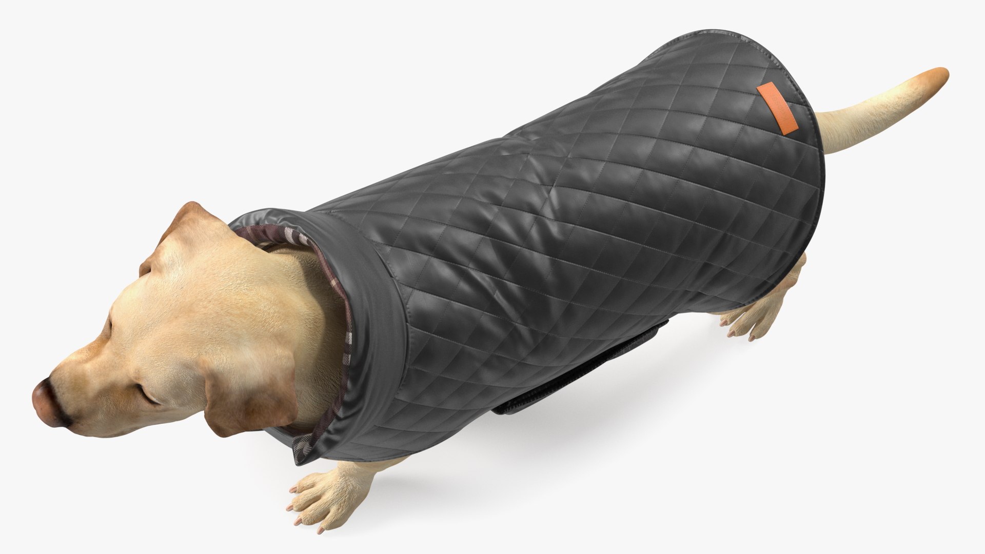 Labrador Wearing Black Coat 3D https://p.turbosquid.com/ts-thumb/ip/AnLWkG/wC/labradorwearingblackcoatc4dmodel010/jpg/1678706668/1920x1080/fit_q87/2a2aceb932fda5bd5bf6f25298864e551b5c7674/labradorwearingblackcoatc4dmodel010.jpg