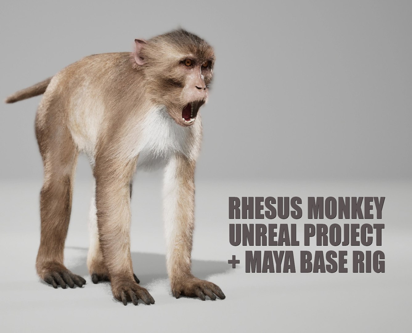 3D Rhesus Monkey RIG Xgen-core model https://p.turbosquid.com/ts-thumb/ip/DTj9e6/Ah/rm_uemain2/jpg/1761353962/1920x1080/fit_q87/5b5084d9f4cddd5f7106876fd9c6137a4311e604/rm_uemain2.jpg
