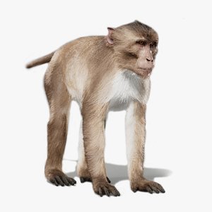 3D Rhesus Monkey RIG Xgen-core model