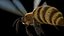 Abeille Animée pour Cinema 4D
