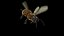 Abeille Animée pour Cinema 4D