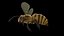 Abeille Animée pour Cinema 4D