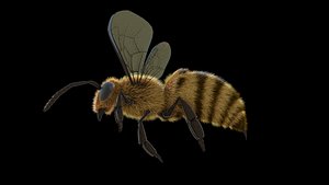 Animated Bee for Cinema 4D