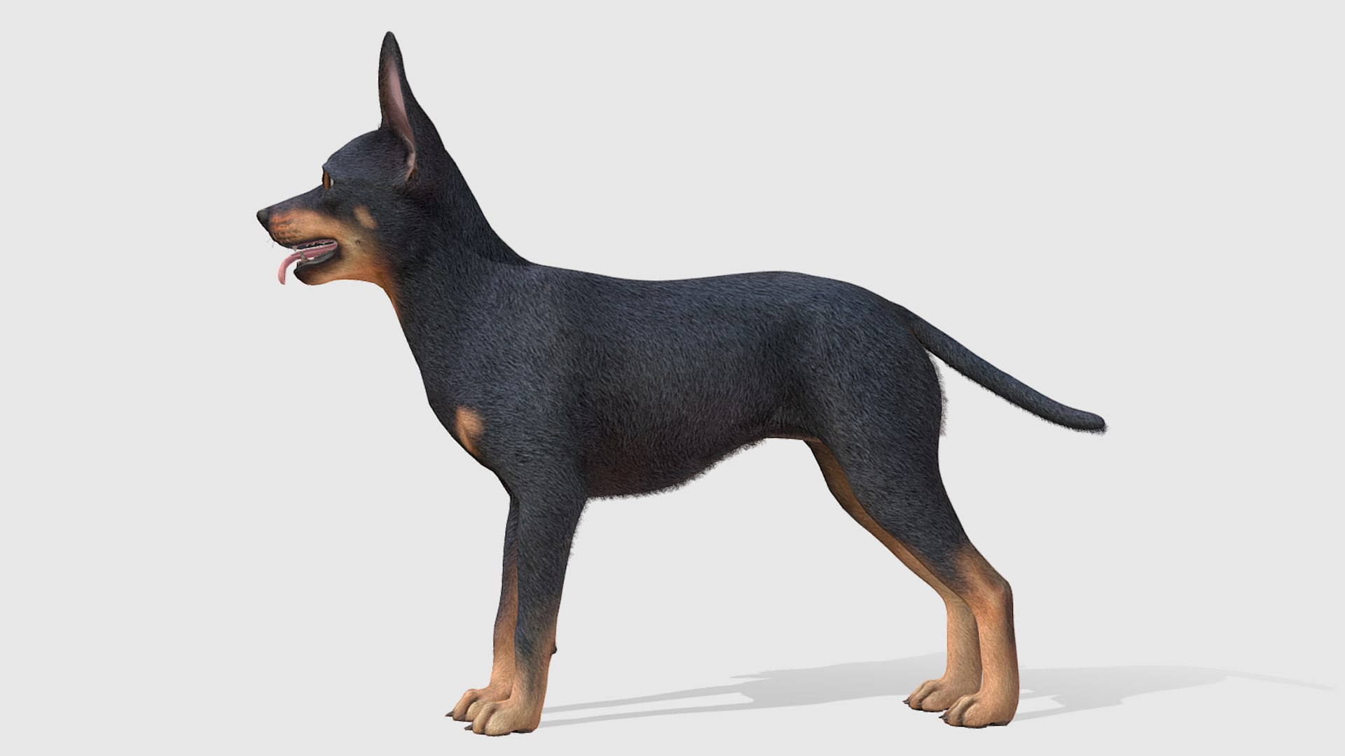 3D Dog - Toy Terrier model https://p.turbosquid.com/ts-thumb/ip/Ly0fWj/4O/5/png/1711720645/1920x1080/fit_q87/7639bbbf1b5ce30fa0e7ff12304b8f02b15793a2/5.jpg