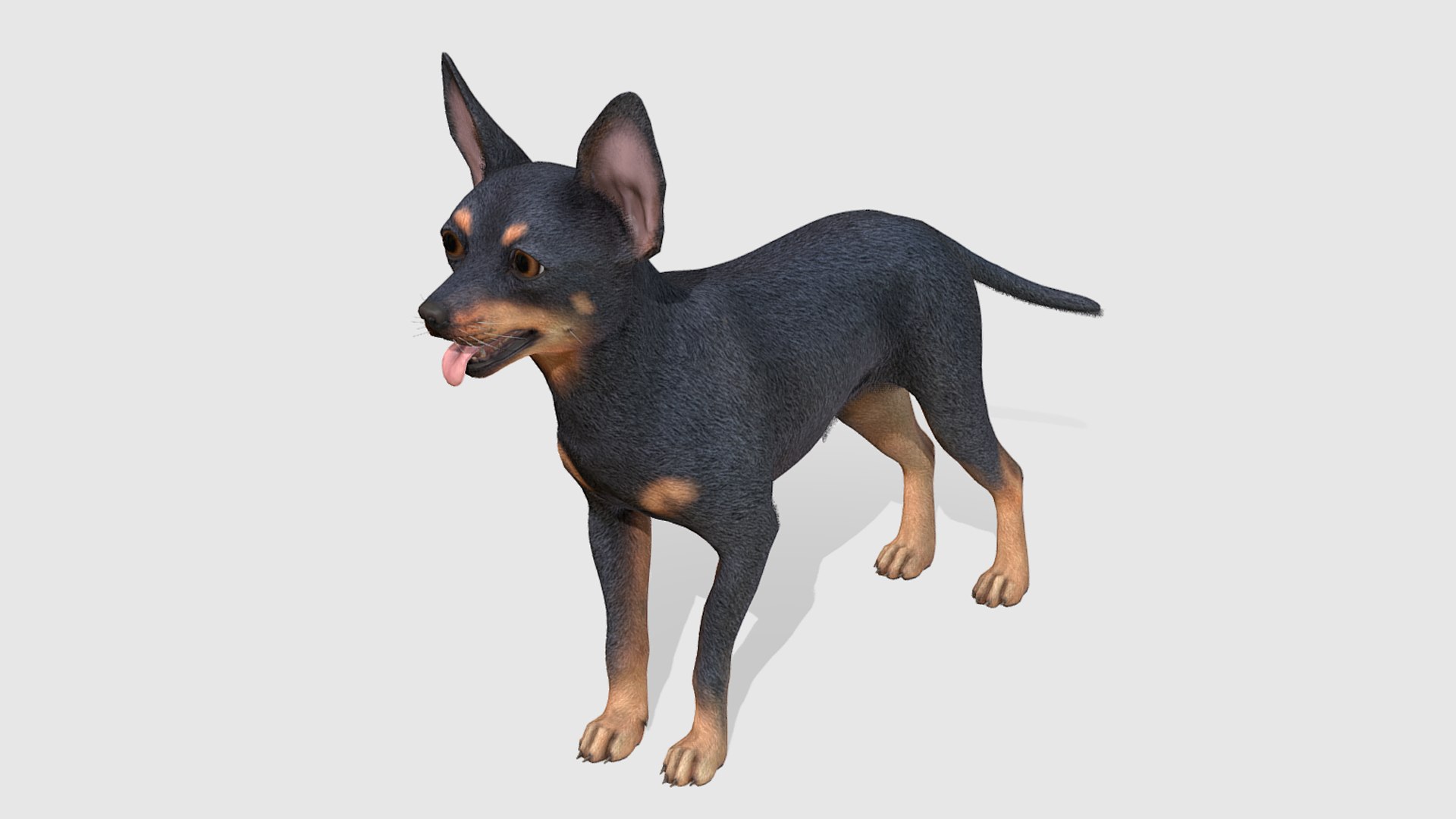 3D Dog - Toy Terrier model https://p.turbosquid.com/ts-thumb/ip/Ly0fWj/4x/3/png/1711720643/1920x1080/fit_q87/ed7663de489f5b6f710496c93143bcf4dd287cfe/3.jpg
