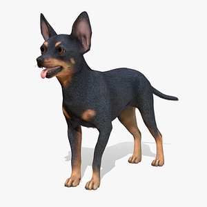 3D Dog - Toy Terrier model