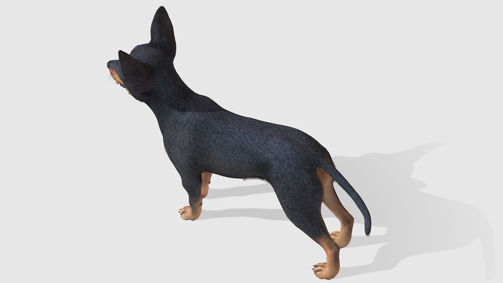 3D Dog - Toy Terrier model https://p.turbosquid.com/ts-thumb/ip/Ly0fWj/Y4/4/png/1711720645/1920x1080/fit_q87/0236ed4ec22c8cadc959c824bfd1beae62f60a7e/4.jpg