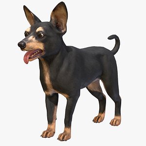 23 Yankee Terrier Images, Stock Photos, 3D objects, & Vectors