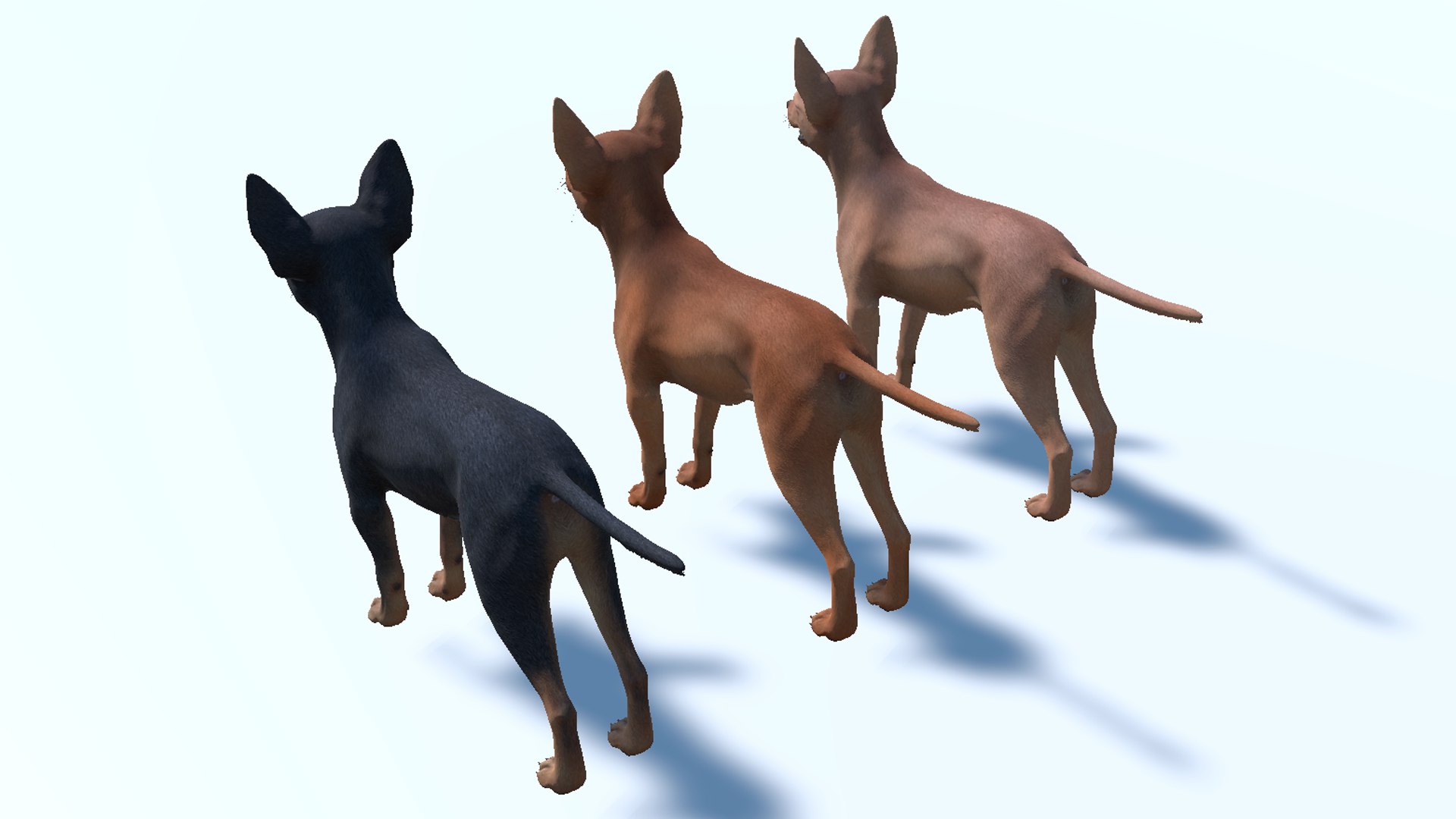 3D Dog - Toy Terrier model https://p.turbosquid.com/ts-thumb/ip/Ly0fWj/qe/12/png/1711720652/1920x1080/fit_q87/2f82cf56888259f2ba359e16ec99937e18cbc68b/12.jpg
