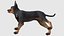 Perro - Terrier de juguete