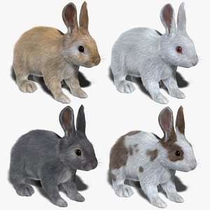 3d model rabbits fur