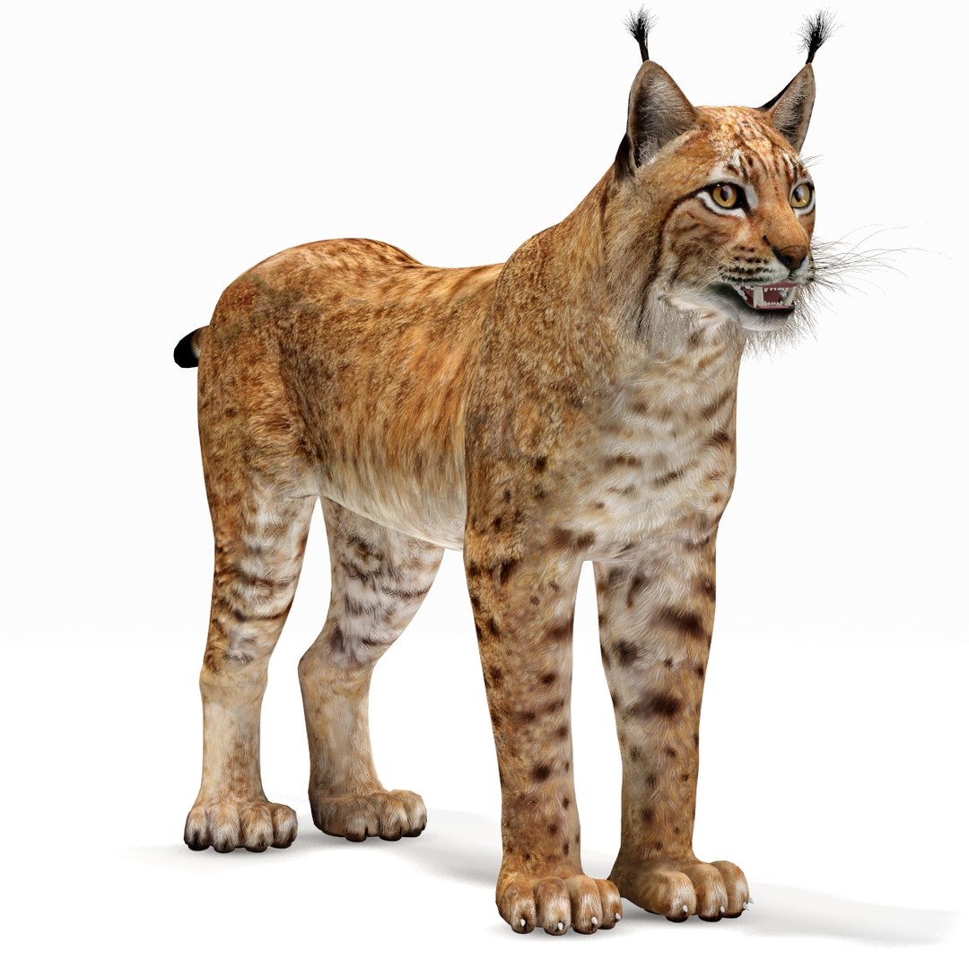 Max Lynx Eurasian