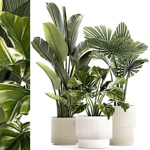 Set Banana palm Strelitzia Ravenala Licuala basket decor pot 3D model