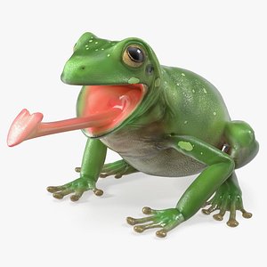 3D Australian Green Tree Frog With Extended Tongue model