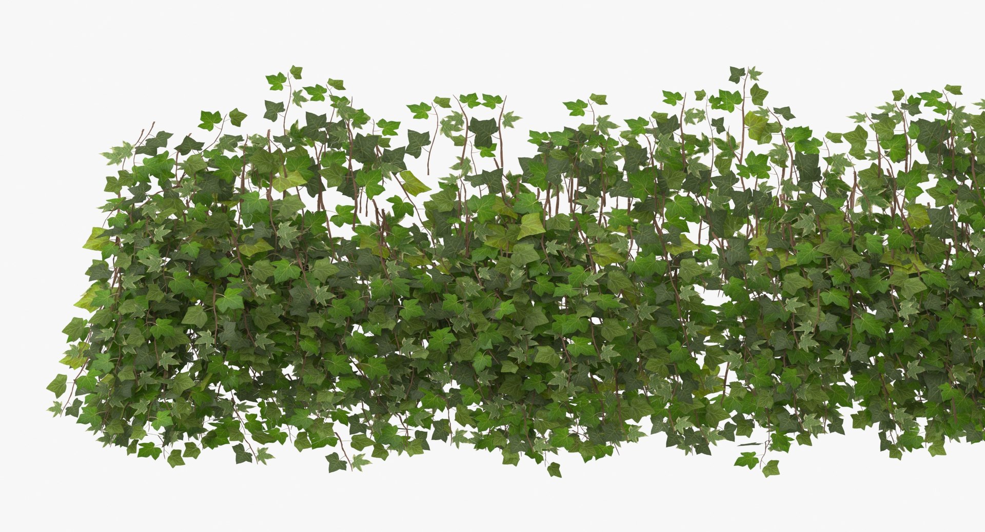 ivy patch 20x1 5m 3D model https://p.turbosquid.com/ts-thumb/ip/cP2N3C/D8rtnYkW/ivy_patch_20x1_5_thumbnail_0008/jpg/1600261769/1920x1080/fit_q87/19b061ab872317c26453bfd5f0e0708d62c024bd/ivy_patch_20x1_5_thumbnail_0008.jpg