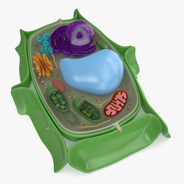 Модель Клетка растительное