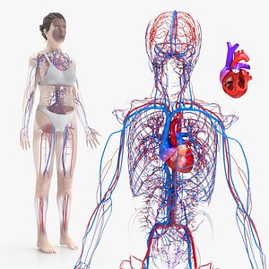 Female Cardiovascular System - Circulatory system