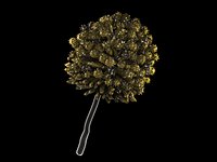 Mold Spore