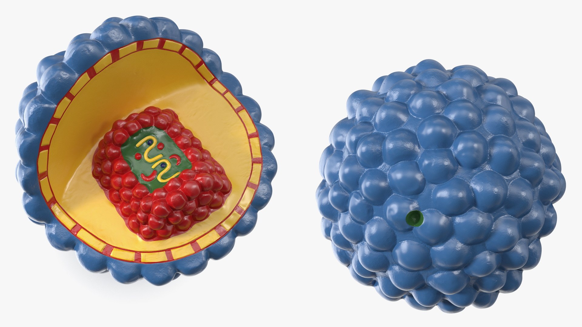 Half-Shell HIV Virus Structure Model Blue 3D Model - TurboSquid 2409959