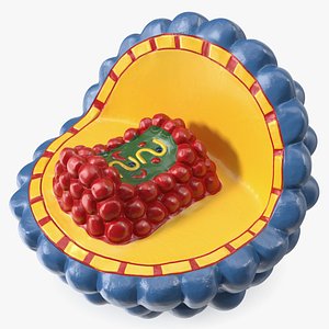 Half-Shell HIV Virus Structure Model Blue 3D model
