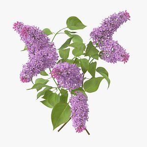 Lilac - Bouquet