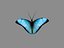 butterfly animation max free
