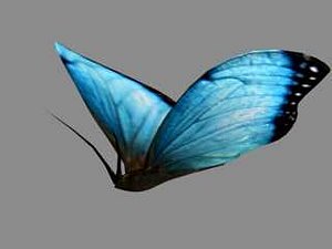 Beautiful colored butterfly insect nature animated textured wings