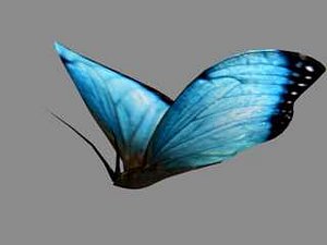 Beautiful colored butterfly insect nature animated textured wings