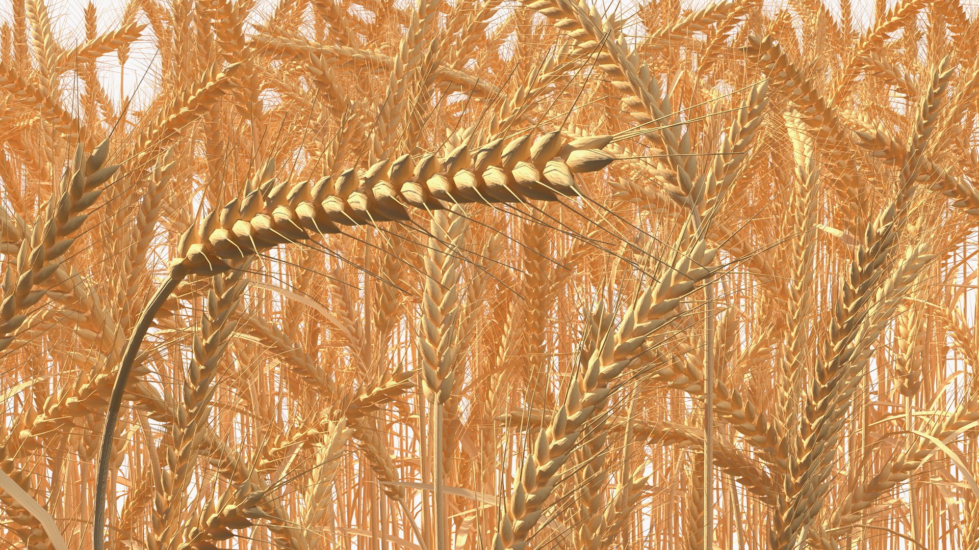 section wheat field 3D model https://p.turbosquid.com/ts-thumb/iq/HbOuTG/GVsR8HIW/sectionofwheatfieldvray3dmodel015/jpg/1591461301/1920x1080/fit_q87/5ff254a06a7929244637f355b67a0b0078777959/sectionofwheatfieldvray3dmodel015.jpg