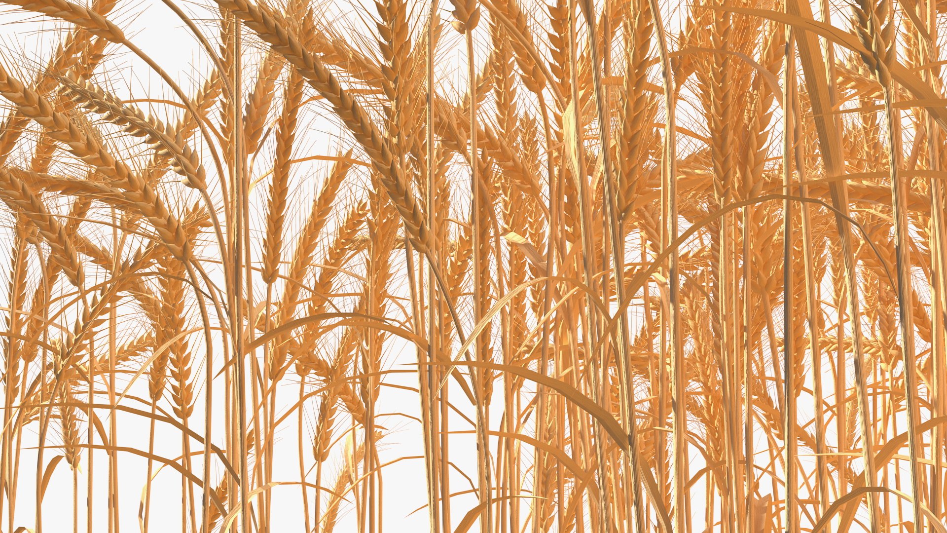section wheat field 3D model https://p.turbosquid.com/ts-thumb/iq/HbOuTG/QUhR9Qea/sectionofwheatfieldvray3dmodel012/jpg/1591461274/1920x1080/fit_q87/7b0bb2503a9acb480339d2437dcebdf2542abfae/sectionofwheatfieldvray3dmodel012.jpg