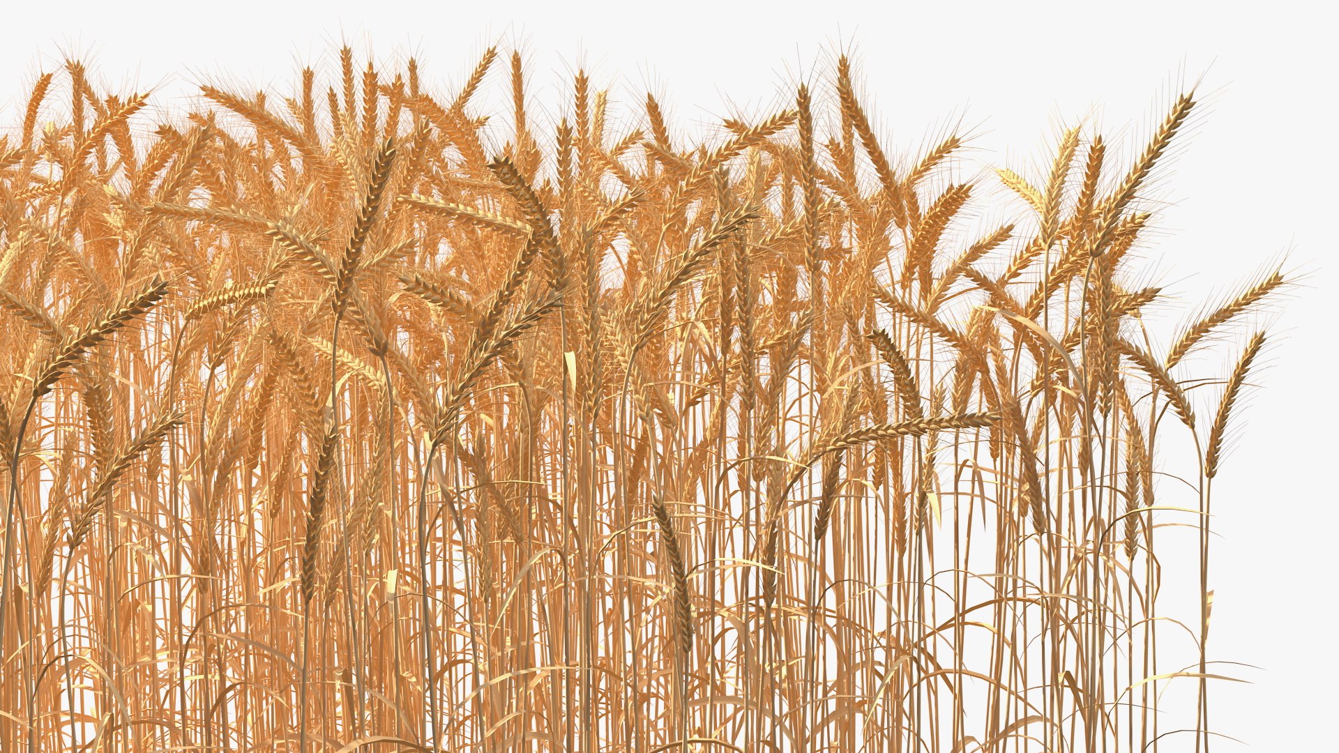 section wheat field 3D model https://p.turbosquid.com/ts-thumb/iq/HbOuTG/cuiG3EaG/sectionofwheatfieldvray3dmodel013/jpg/1591461283/1920x1080/fit_q87/d91c00d135535d6201ea71a135c385bd71a76d0f/sectionofwheatfieldvray3dmodel013.jpg