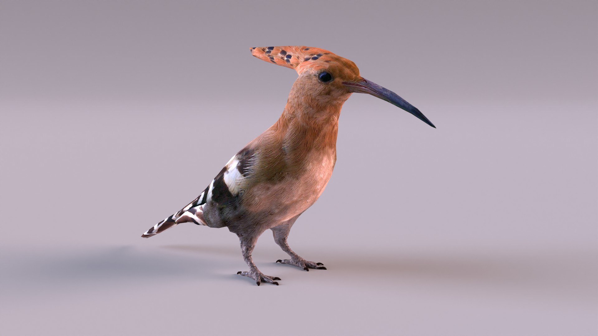 Eurasian Hoopoe 3D Model - TurboSquid 1371783