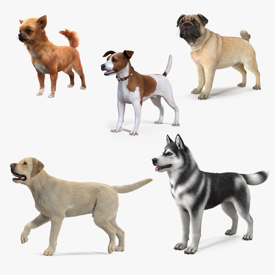 Dogs Collection 4 3D model preview
