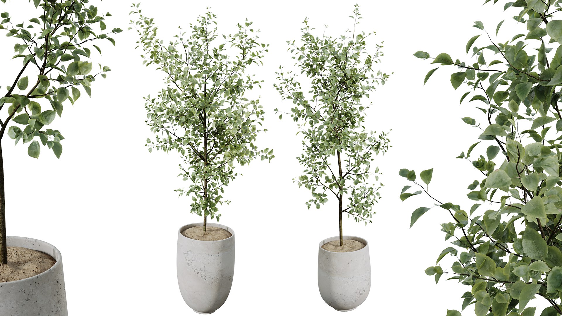AV Indoor plants set 153 Beech Olea Europaea Olive Eucalyptu and Aloifolia Rostrata Palm and Ficus C 3D model https://p.turbosquid.com/ts-thumb/iq/LrHyW7/DZ/02/png/1735627850/1920x1080/fit_q87/3fd718b31a9b17454f7e60973db865175ef7b780/02.jpg