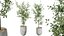 AV Indoor plants set 153 Beech Olea Europaea Olive Eucalyptu and Aloifolia Rostrata Palm and Ficus C