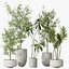 AV Indoor plants set 153 Beech Olea Europaea Olive Eucalyptu and Aloifolia Rostrata Palm and Ficus C