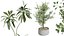 AV Indoor plants set 153 Beech Olea Europaea Olive Eucalyptu and Aloifolia Rostrata Palm and Ficus C