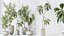 AV Indoor plants set 153 Beech Olea Europaea Olive Eucalyptu and Aloifolia Rostrata Palm and Ficus C