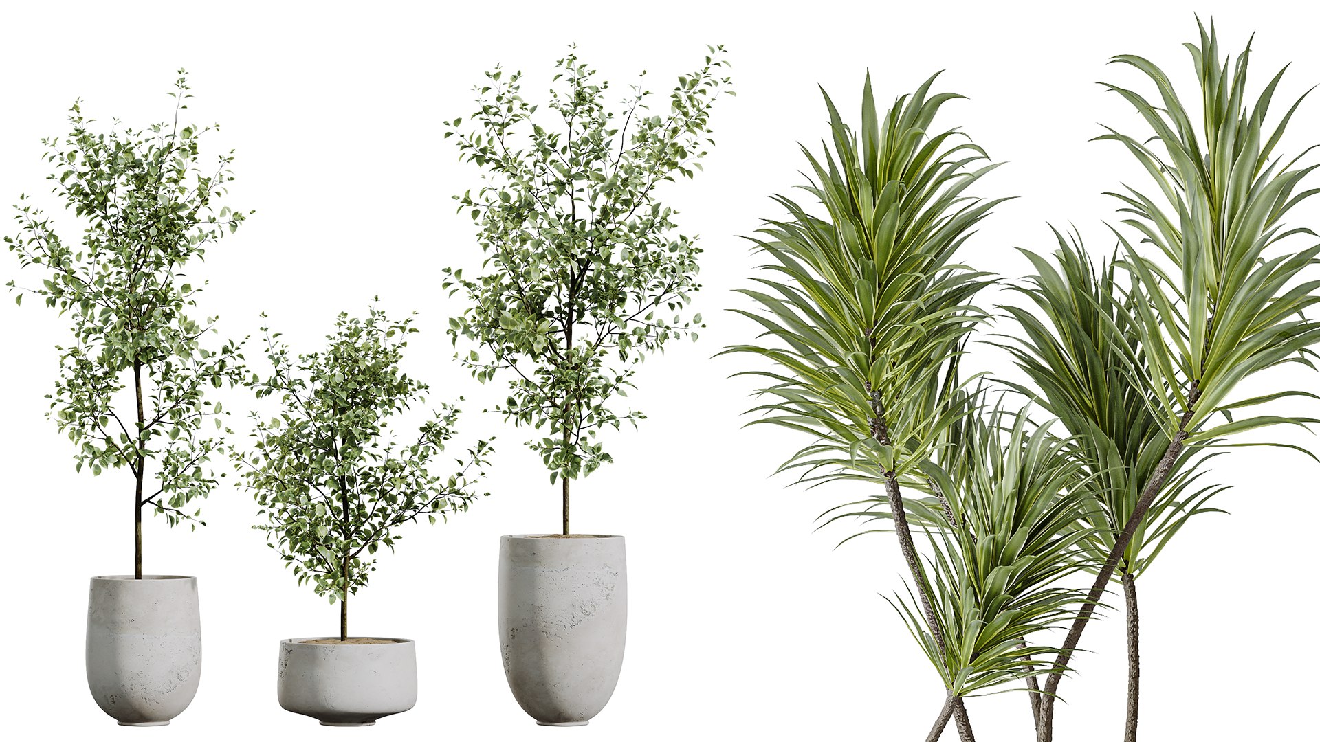 AV Indoor plants set 153 Beech Olea Europaea Olive Eucalyptu and Aloifolia Rostrata Palm and Ficus C 3D model https://p.turbosquid.com/ts-thumb/iq/LrHyW7/xH/05/png/1735627850/1920x1080/fit_q87/741a103434b6aa30d1a4fdc87750ef42329829e3/05.jpg