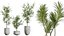 AV Indoor plants set 153 Beech Olea Europaea Olive Eucalyptu and Aloifolia Rostrata Palm and Ficus C