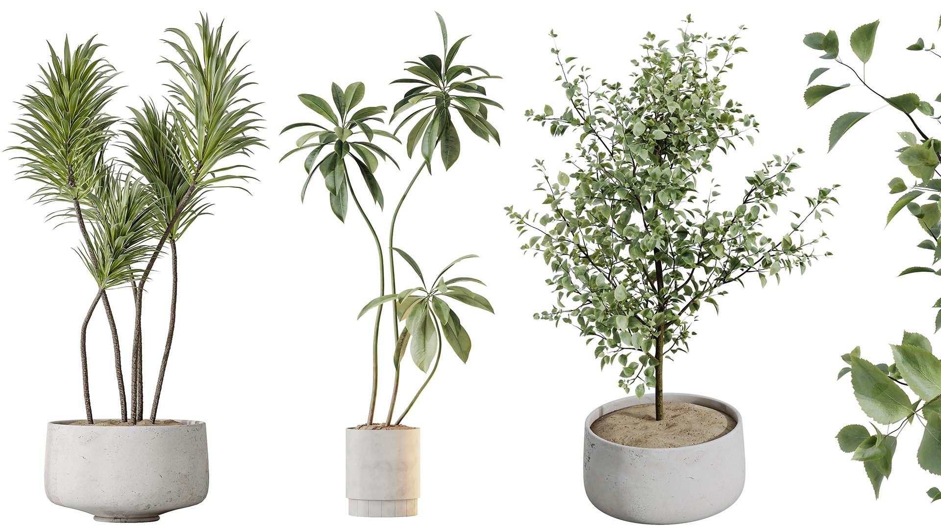 AV Indoor plants set 153 Beech Olea Europaea Olive Eucalyptu and Aloifolia Rostrata Palm and Ficus C 3D model https://p.turbosquid.com/ts-thumb/iq/LrHyW7/z3/03/png/1735627842/1920x1080/fit_q87/d766c214fd243ca55e485090c6841ac1129a29c6/03.jpg