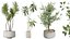 AV Indoor plants set 153 Beech Olea Europaea Olive Eucalyptu and Aloifolia Rostrata Palm and Ficus C