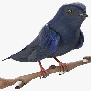 3D Purple Martin Bird Sitting on Branch model