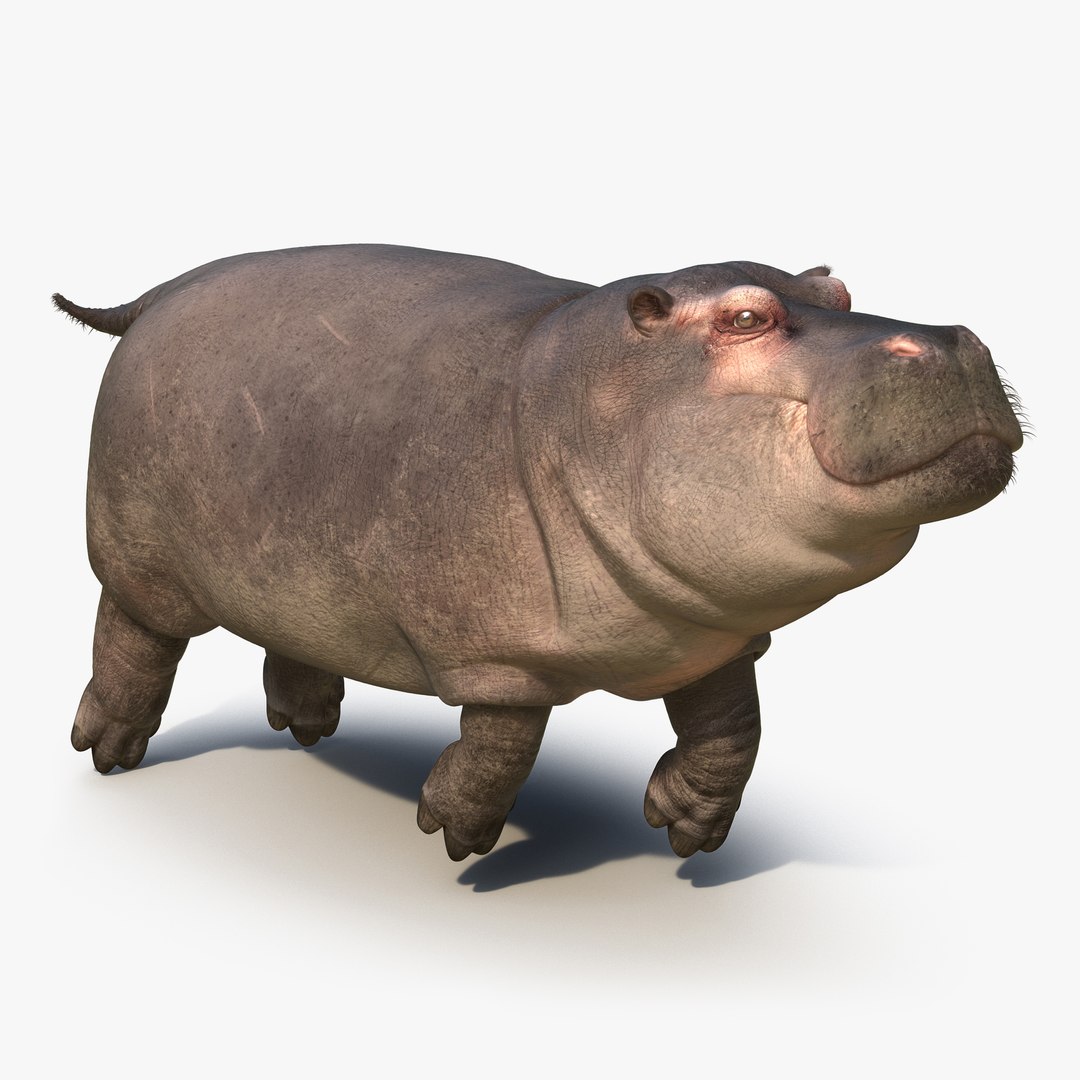 Floating Hippopotamus with Fur 3D Model 3D model preview