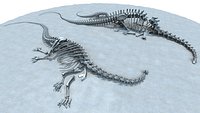 Diplodocus Bones