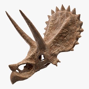triceratops skull fossil 3D